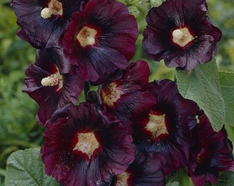 Black Hollyhock Seeds (Alcea rosea nigra) Packet of 40 Seeds - Palm Beach Seed Company