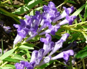 Baikal Scullcap Seeds (Scutellaria baicalensis) Packet of 20 Seeds - Palm Beach Seed Company