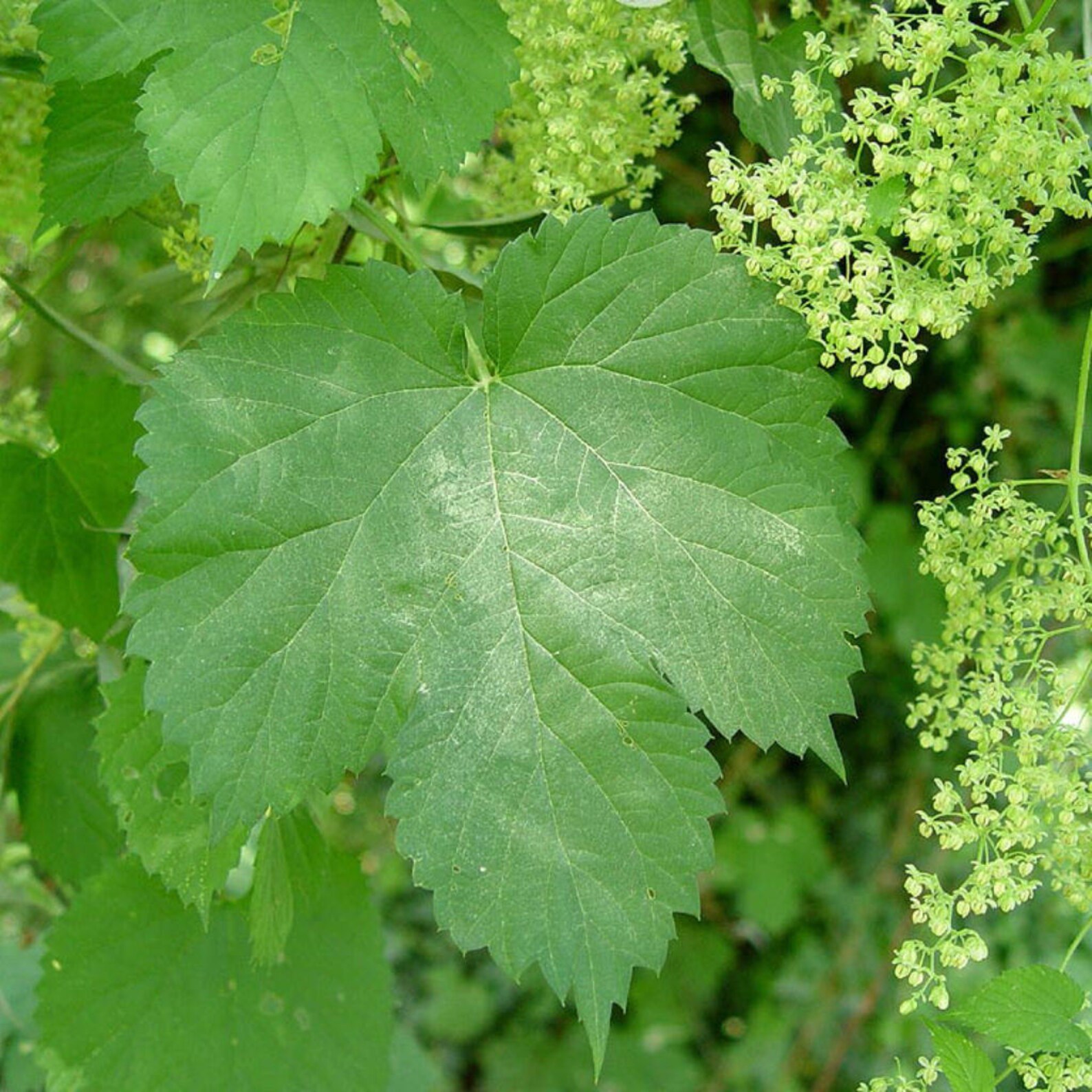 Hops Seeds humulus Lupulus 30 Seeds in Frozen Seed - Etsy
