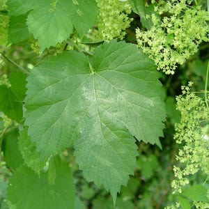 K&ouml;nnte beinhalten: Nahaufnahme eines gro&szlig;en, gr&uuml;nen Blattes mit gezacktem Rand. Das Blatt hat eine ausgepr&auml;gte Mittelrippe und ein Netz von kleineren Adern. Das Blatt ist von anderen Bl&auml;ttern und kleinen, gr&uuml;nen Bl&uuml;ten umgeben.