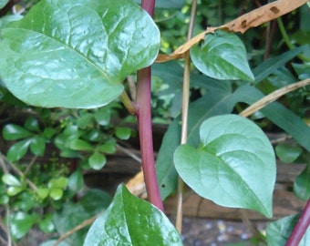Red Malabar Spinach Seeds - Packet of 20 Seeds - Palm Beach Seed Company