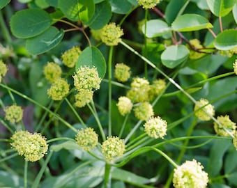 Indian Consumption Plant Seeds (Lomatium dissectum) 5+ Seeds in Frozen Seed Capsules™ for Seed Saving or Planting Now
