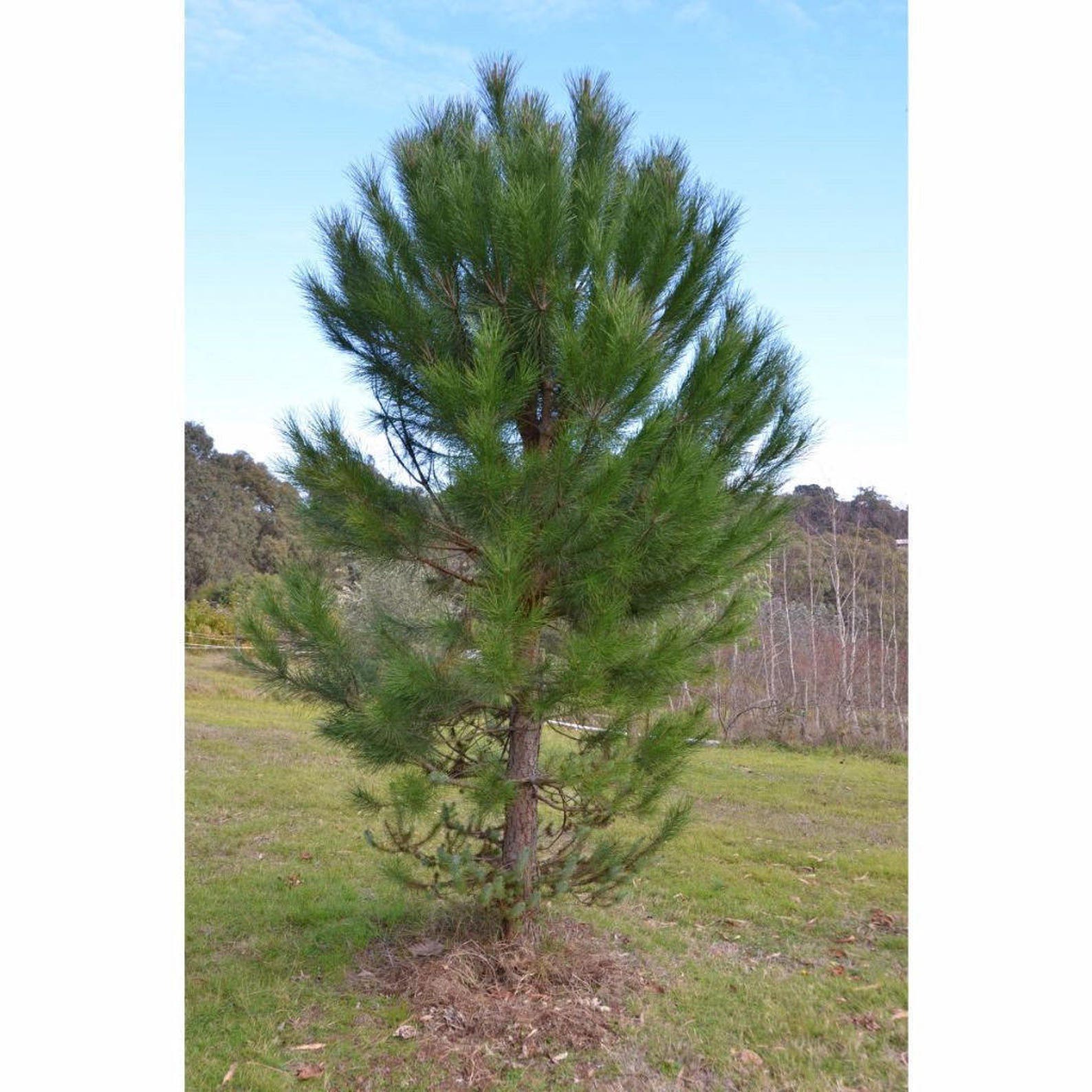 Pine Nut Tree Seeds pinus Pinea Packet of 2 Seeds Palm Etsy