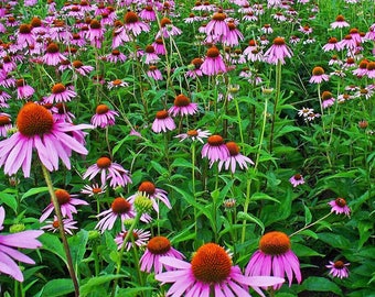 Echinacea Seeds (Echinacea purpurea) 100+ Seeds in Frozen Seed Capsules™ for Seed Saving or Planting Now