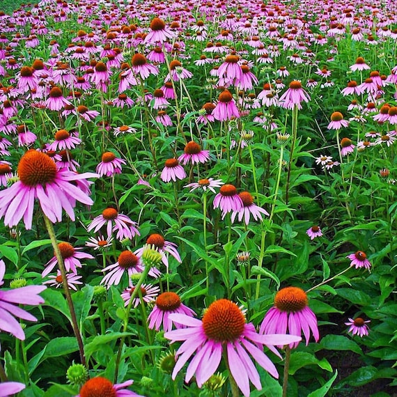 Echinacea Zaden Echinacea purpurea 100 Zaden in Frozen Seed Etsy