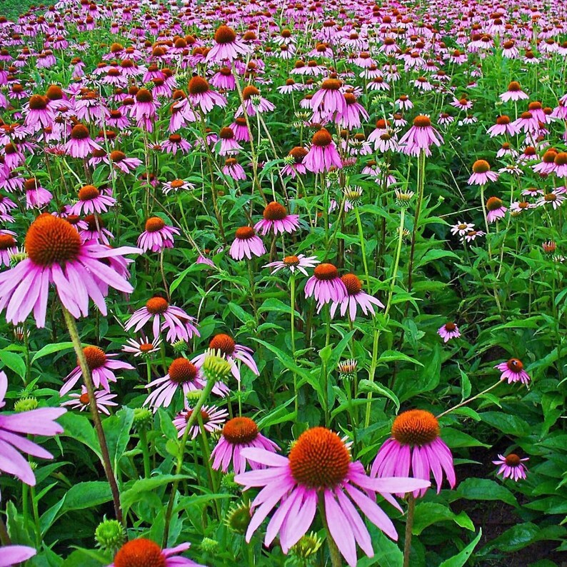 Puede incluir: Un campo de equin&aacute;ceas rosadas en plena floraci&oacute;n. Las flores tienen un centro en forma de cono distintivo y p&eacute;talos delicados.