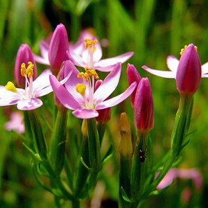 Centaury Seeds (Centaurium erythraea) 100+ Seeds in Frozen Seed Capsules™ for Seed Saving or Planting Now