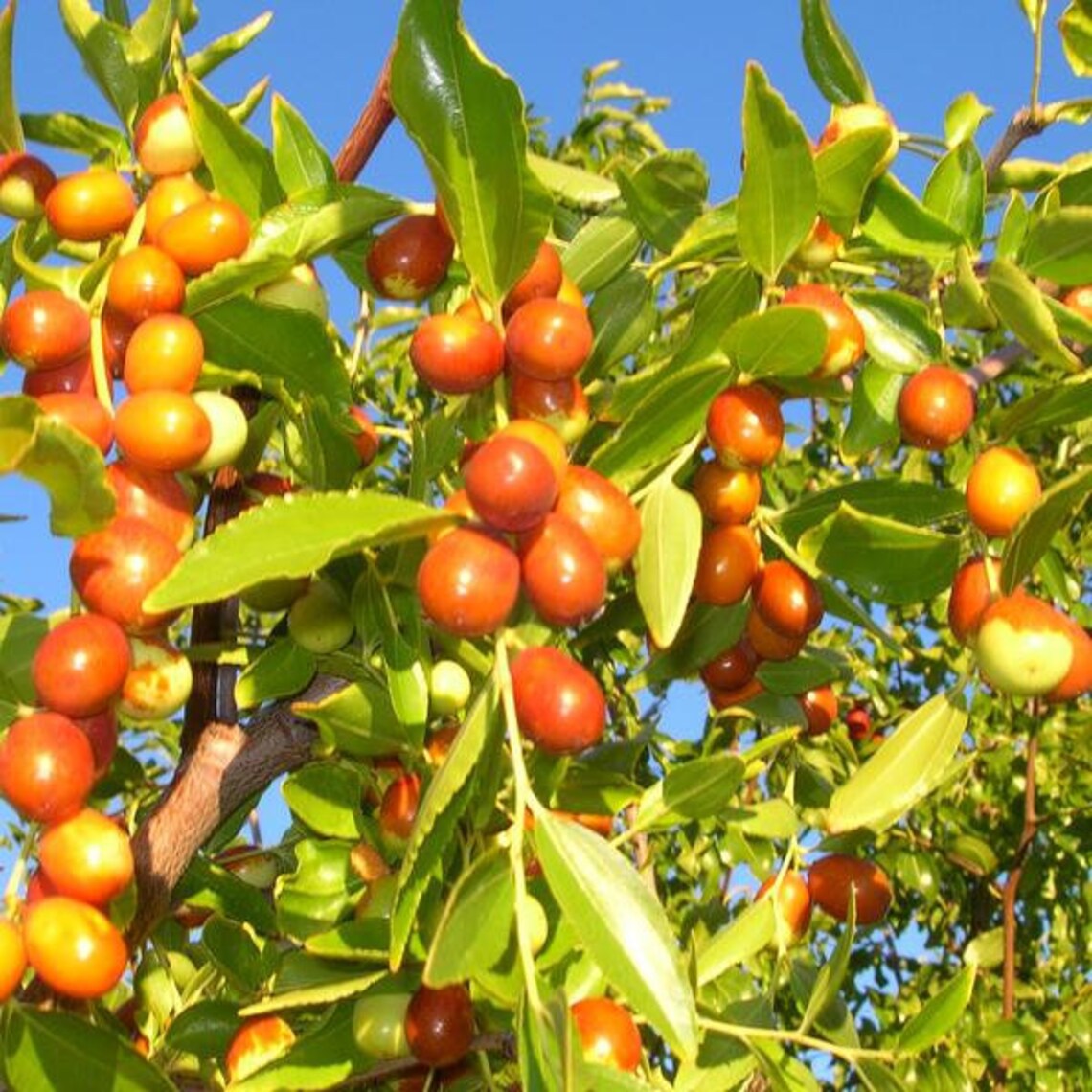 jujube seeds for sale