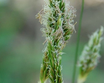 Vanilla Grass Seeds (Anthoxanthum odoratum) Packet of 20 Seeds - Palm Beach Seed Company
