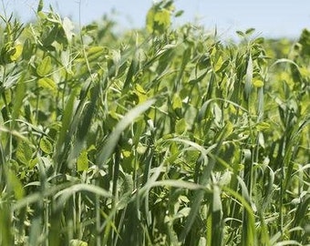 Peas and Oats Mix Organic Cover Crop Seeds (Varies) 20+ Seeds in Frozen Seed Capsules™ for Seed Saving or Planting Now 