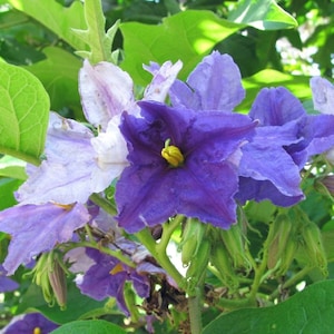 May include: Close-up of purple and white flowers with yellow centers. The flowers are blooming on a green stem with green leaves.