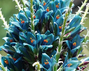 Aqua Sapphire Tower Seeds (Puya berteroniana) Packet of 10 Seeds - Palm Beach Seed Company