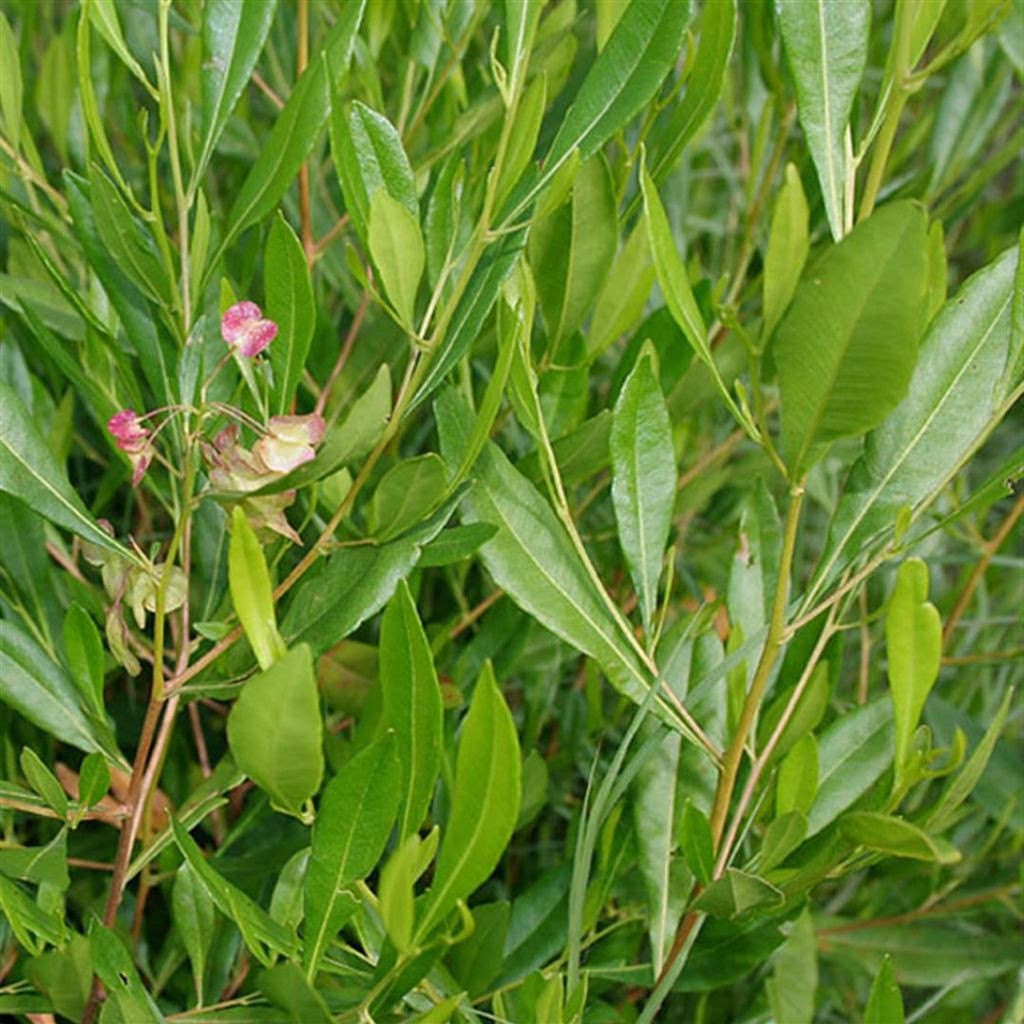 Hopbush Seeds (Dodonea viscosa) 10+ Seeds in Frozen Seed Capsules™ for Seed Saving or Planting Now