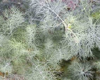 Dill, Vierling (Anethum graveolens) 40+ Seeds in Frozen Seed Capsules™ for Seed Saving or Planting Now 