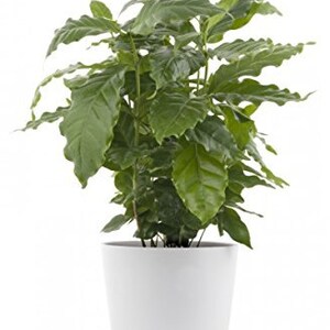 May include: A green coffee plant in a white ceramic pot. The plant has lush, dark green leaves.