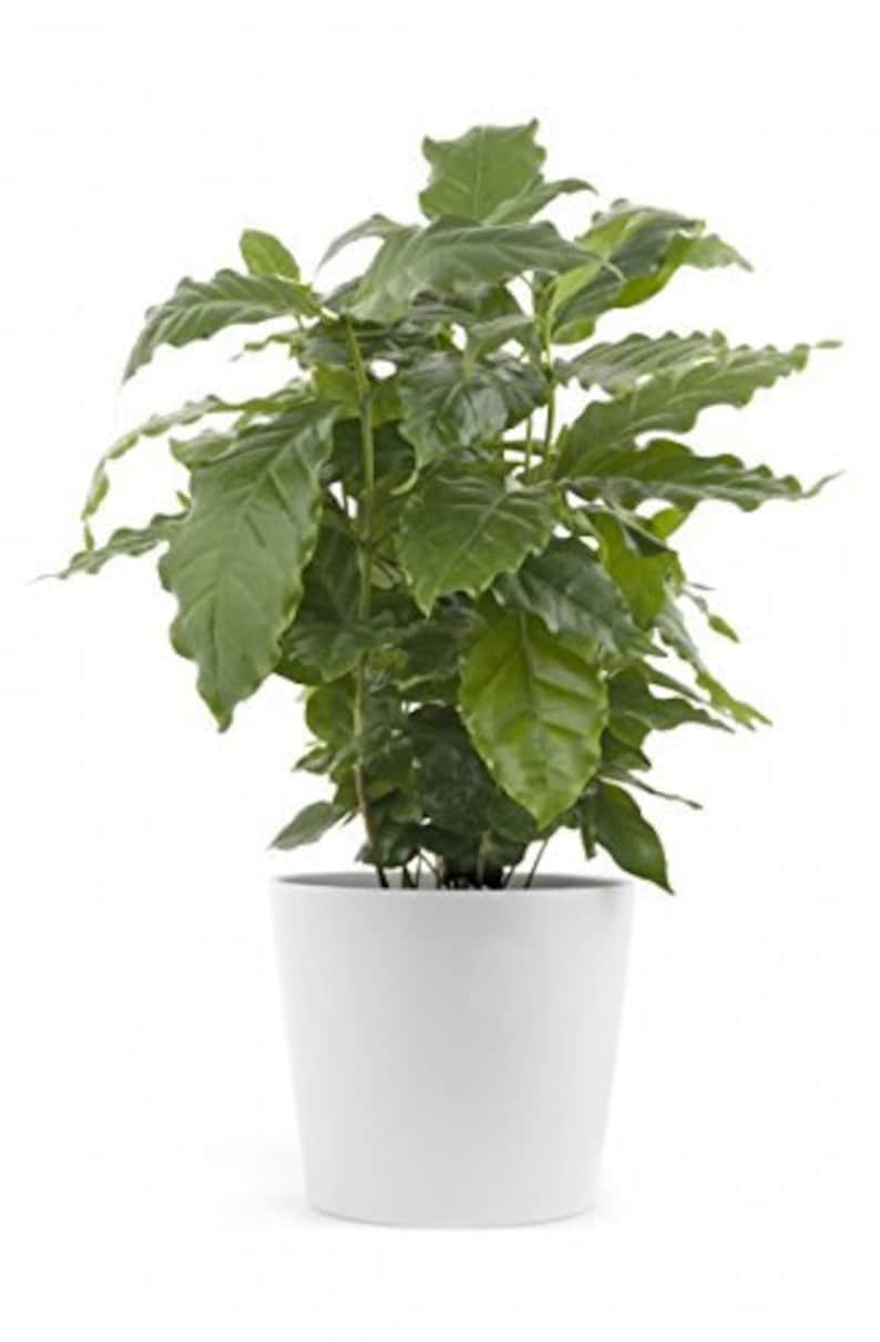 May include: A green coffee plant in a white ceramic pot. The plant has lush, dark green leaves.