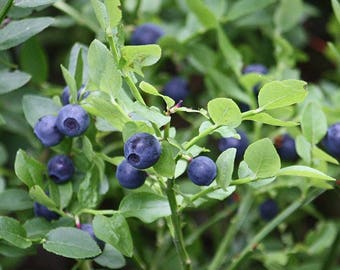 Bilberry Seeds (Vaccinium myrtillus) 30+  Seeds in Frozen Seed Capsules™ for Seed Saving or Planting Now