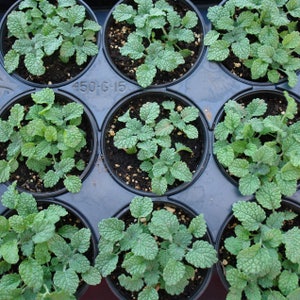 White Horehound Seeds Marrubium vulgare 100 Seeds in Frozen Seed Capsules™ for Seed Saving or Planting Now image 7