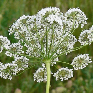 Anise Seeds Pimpinella anisum Packet of 50 Seeds Palm Beach Seed Company image 1