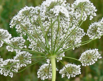 Anise Seeds (Pimpinella anisum) Packet of 50 Seeds - Palm Beach Seed Company