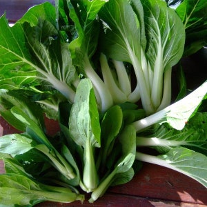 Ching Chang Bok Choy Seeds - Packet of 30 Seeds - Palm Beach Seed Company