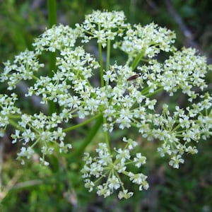 May include: Close-up of a cluster of small, white flowers with delicate petals. The flowers are arranged in a rounded, umbrella-like shape, with green stems and a blurred green background. A small insect rests on the flowers.