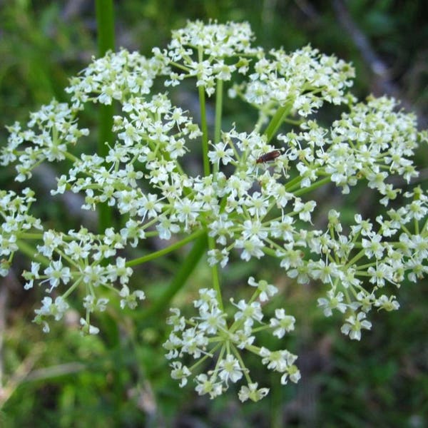 Osha Seeds (Ligusticum porteri) Packet of 10 Seeds - Palm Beach Seed Company 