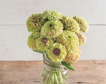 Queen Lime with Blush Zinnia Seeds (Zinnia elegans) 20+ Seeds in Frozen Seed Capsules™ for Seed Saving or Planting Now 