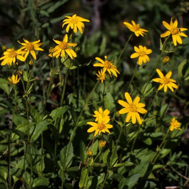 Seeds in Frozen Seed Capsules\u2122 for Seed Saving or Planting Now 20 Arnica montana European Arnica Seeds