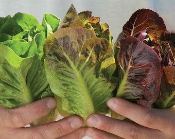 Mini-Romaine Trio Organic Lettuce Seeds - Packet of 20 Seeds - Palm Beach Seed Company 