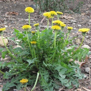 May include: A close-up of a cluster of yellow dandelions with green leaves. The dandelions are in various stages of bloom, with some fully open and others still closed.