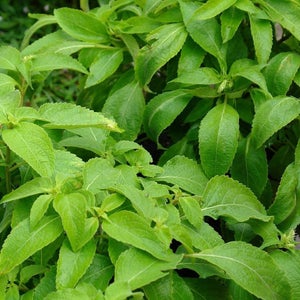 Vana Tulsi Basil Seeds (Ocimum gratissimum)  Packet of 50 Seeds - Palm Beach Seed Company