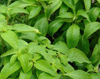Vana Tulsi Basil Seeds (Ocimum gratissimum)  Packet of 50 Seeds - Palm Beach Seed Company