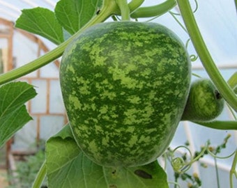 May include: A green and white speckled gourd growing on a vine. The gourd is round and has a bumpy texture.