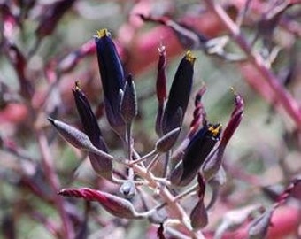Black Sapphire Tower Seeds (Puya coerulea violacea) Packet of 10 Seeds - Palm Beach Seed Company
