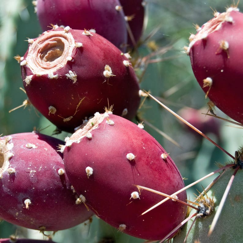 Bumpy Pear Prickly Pear Cactus Seeds (opuntia Stricta) Packet of 5 Seeds - Palm ...