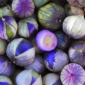 Purple Coban Tomatillo Seeds - Packet of 10 Seeds - Palm Beach Seed Company