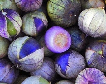 Purple Coban Tomatillo Seeds - Packet of 10 Seeds - Palm Beach Seed Company