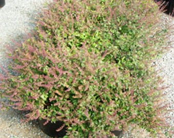 Amrita Tulsi Holy Basil Seeds (Ocimum sanctum) Packet of 10 Seeds - Palm Beach Seed Company
