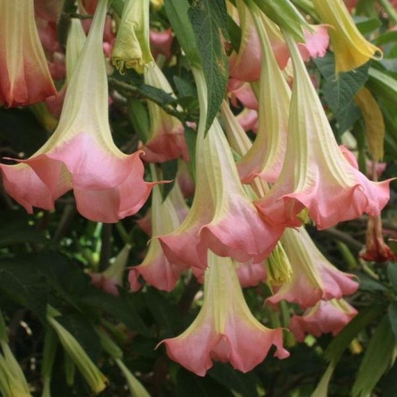 Frosty rose anges trompette graines (Brugmansia suaveolens) 20 + graines de fleurs rares