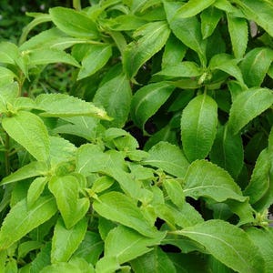 Vana Tulsi Basil Seeds (Ocimum gratissimum) 50+ Seeds in Frozen Seed Capsules™ for Seed Saving or Planting Now