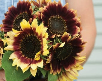 Florenza Sunflower Seeds (Helianthus annuus) -Packet of 20 Seeds - Palm Beach Seed Company