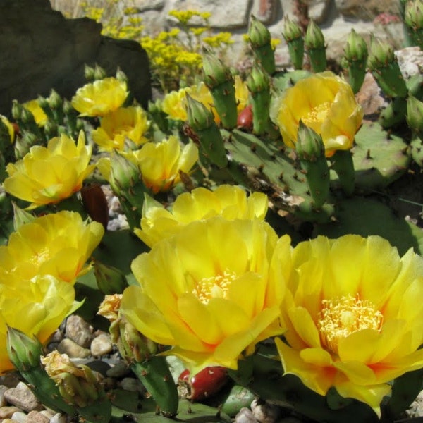 Eastern Prickly Pear Cactus Seeds (Opuntia humifusa) Packet of 5 Seeds - Palm Beach Seed Company