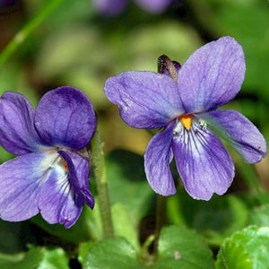 May include: Two purple flowers with white centers and yellow pollen. The flowers have five petals each and are in focus. The background is blurred and green.