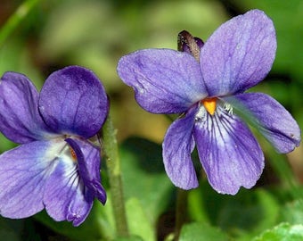 Sweet Violet Seeds (Viola odorata) Packet of 40 Seeds - Palm Beach Seed Company 