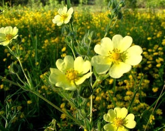 Cinquefoil Seeds (Potentilla recta) Packet of 100 Seeds - Palm Beach Seed Company