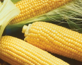 Kandy Corn Seeds - Packet of 20 Seeds - Palm Beach Seed Company