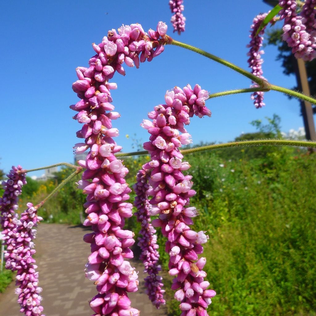 Kiss-me-over-the-garden-gate Seeds (polygonum Orientale) Packet of 20 Seeds  - Palm Beach Seed Company - Etsy