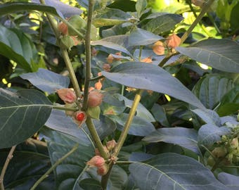 Ashwagandha Seeds (Withania somnifera) 30+ Seeds in Frozen Seed Capsules™ for Seed Saving or Planting Now