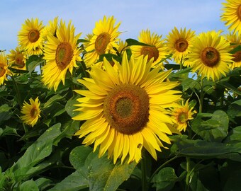 Hopi Black Dye Sunflower Seeds (Helianthus annuus) Packet of 10 Seeds - Palm Beach Seed Company